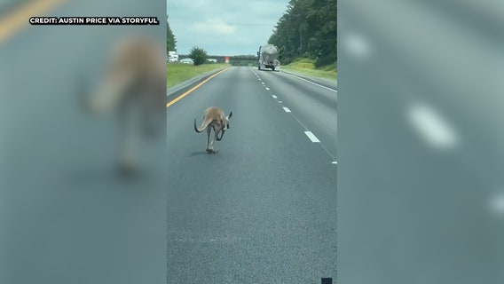 Watch: Escaped kangaroo causes crash after hopping along Alabama highway