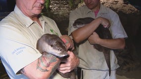 Wildlife World Zoo welcomes 2 baby otters