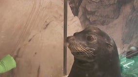 New sea lions at Minnesota Zoo