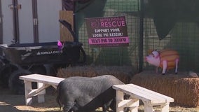 Pig rescue accepting post-Halloween pumpkin donations