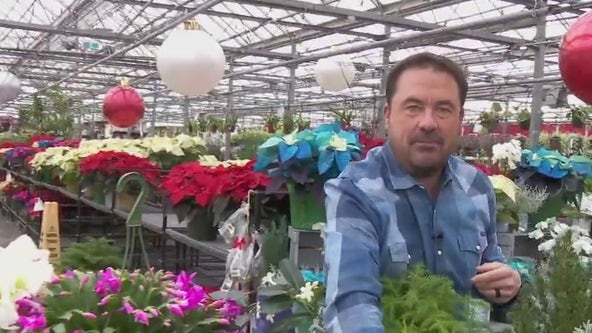 Caring for your holiday plants