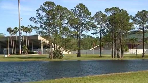 Bats invade stadium in Daytona