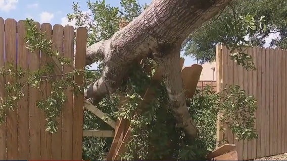 Houston Humane Society and one-of-a-kind sanctuary for dogs with special needs sustain hurricane damage