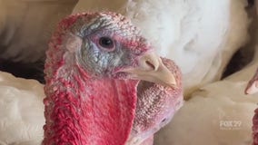 Lee Turkey Farm | What's for Thanksgiving Dinner?