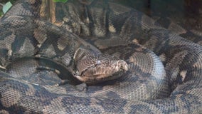 Oak Park Conservatory welcomes Lunar New Year, celebrates Year of the Snake