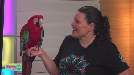 Woman finds healing while teaching parrots how to read in 'Parrot Kindergarten' documentary