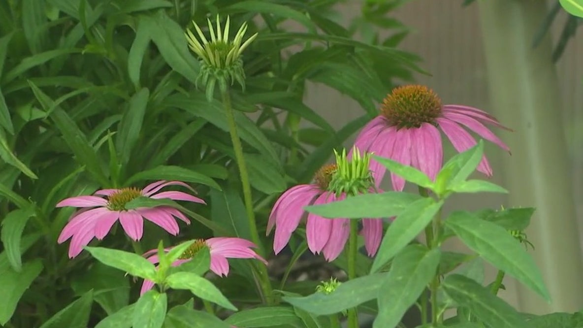 How to attract pollinators to your garden