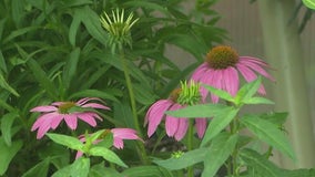 How to attract pollinators to your garden