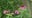 How to attract pollinators to your garden