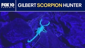 Gilbert man hunts scorpions using black light