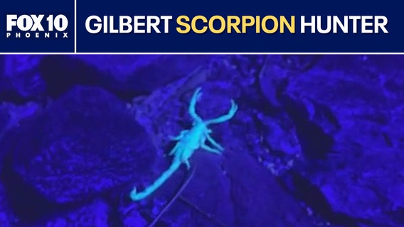 Gilbert man hunts scorpions using black light
