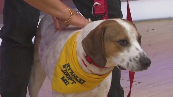 Adopt-A-Pet: Meet Vixen