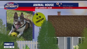 FOX 2 News Morning