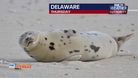 Seals in Delaware | FOX Weather Philly