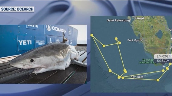 10-foot great white shark pinged off Florida Coast near Brevard County