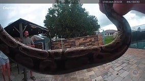 Python removed from pool deck by Florida deputy