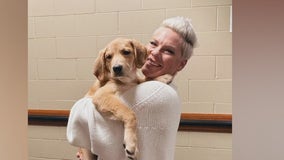 Pink fostering dog from MN on tour