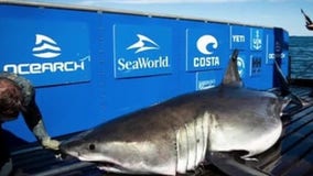 Great white shark pings off Florida beach 3 times in 1 day