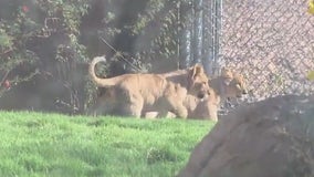 Phoenix Zoo debuts its lion cubs