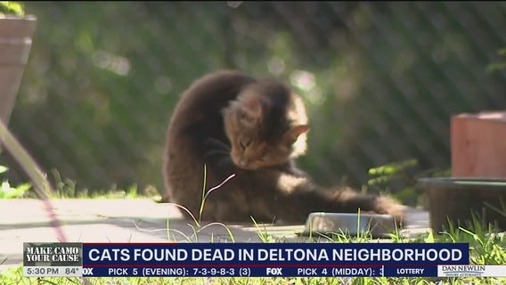 Deltona neighbors believe someone is killing stray cats