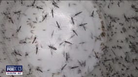 Mosquitoes become a concern at Alligator Alcatraz