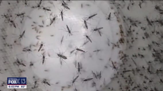 Mosquitoes become a concern at Alligator Alcatraz