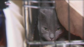 Pets arrive from hurricane impacted areas