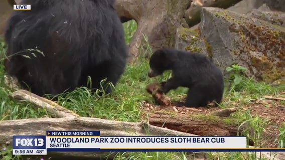 Seattle's Woodland Park Zoo introduces sloth bear cub