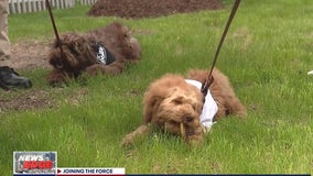 Detroit police welcomes 2 new fluffy K9s
