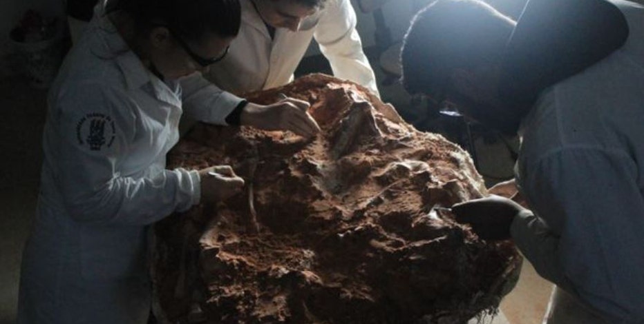 Historic flooding unearths rare dinosaur skeleton in Brazil
