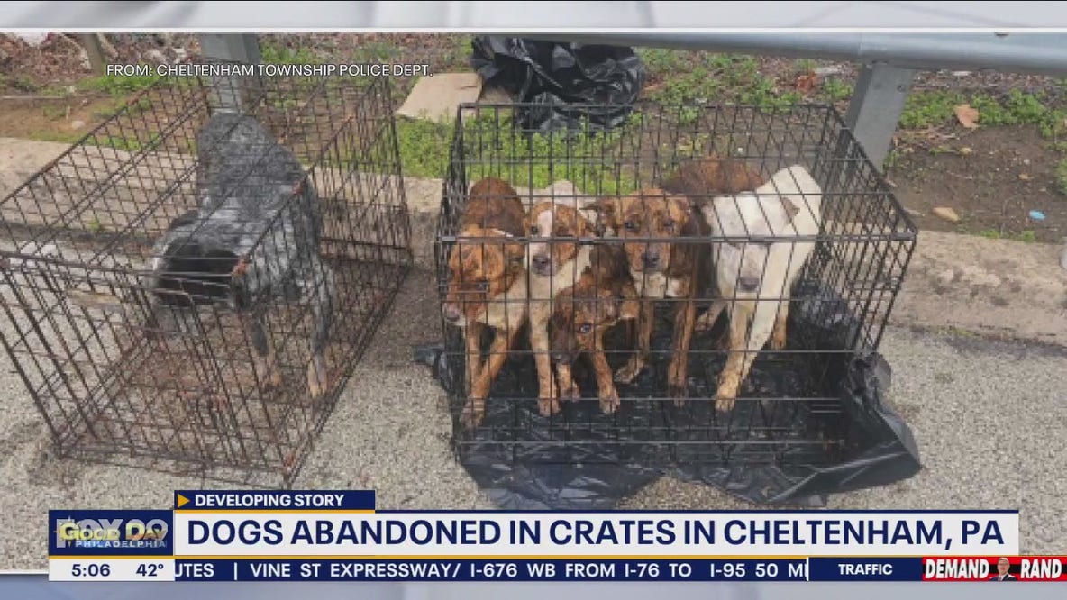 Malnourished dogs found abandoned in cages near Montco shopping center
