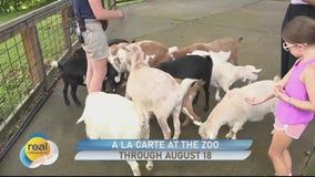 Visiting the goats during Zoo A La Carte