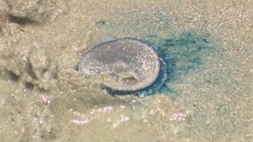 'Blue Button Jellyfish' wash ashore Florida coast