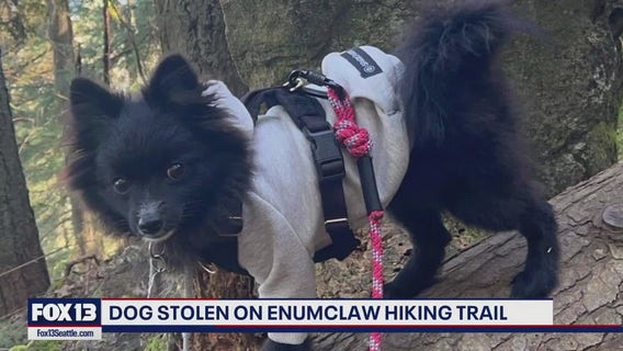 Pet Pomeranian stolen by stranger on popular WA trail