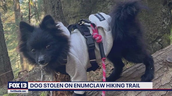 Pet Pomeranian stolen by stranger on popular WA trail