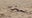 Snake surprises beachgoers