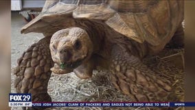 Students, staff, parents rally for Shelly the Tortoise