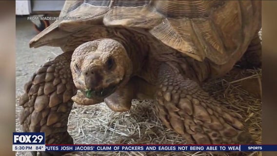 Students, staff, parents rally for Shelly the Tortoise