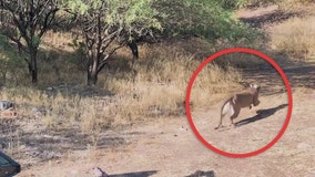 Arizona mountain lion released back into the wild