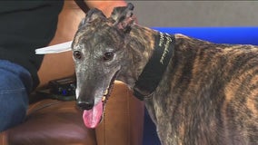 Halloween Pet Safety Tips | ChicagoNOW