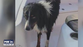 Stray dog rescued by couple after jumping into Bay