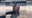 'Blue Collar Brawler' helps catch gator on highway