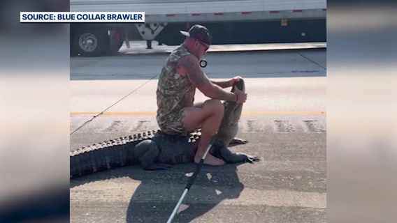 Video: Barefoot Florida man helps capture large gator along busy interstate