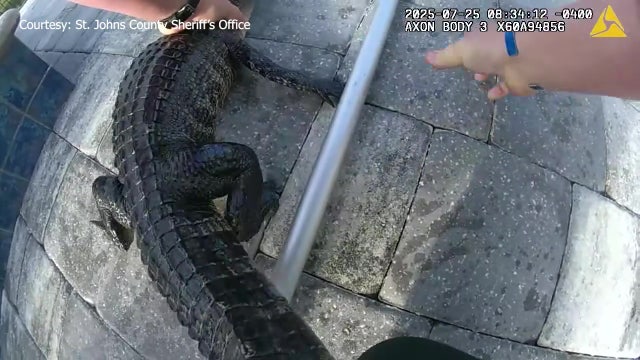 Video: Florida deputy removes alligator from backyard swimming pool