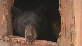 Kuma the Bear checks in for Orange Friday from Big Run Wolf Ranch