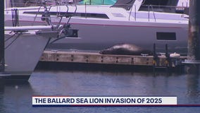 Barking Comeback: Sea Lions reflect resilience of Puget Sound ecosystem