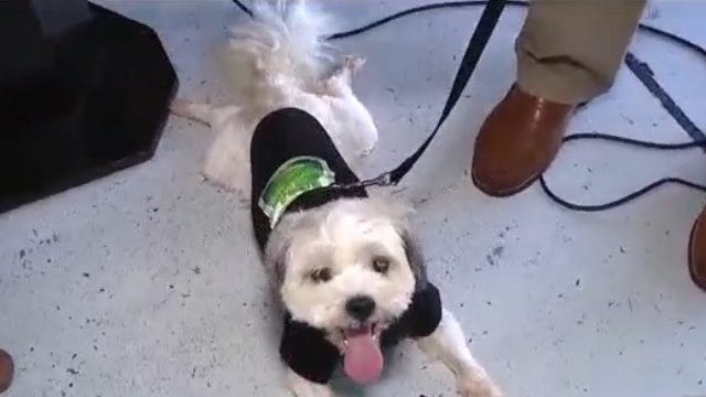 7 employees from Winter Springs Parks & Rec honored for saving 2 dogs from house fire