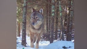 ‘Gem footage’ gathered by Voyageurs Wolf Project