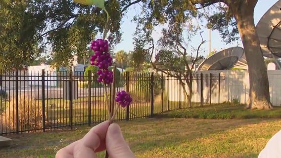 Beauty berries add hint of fall to Florida gardens