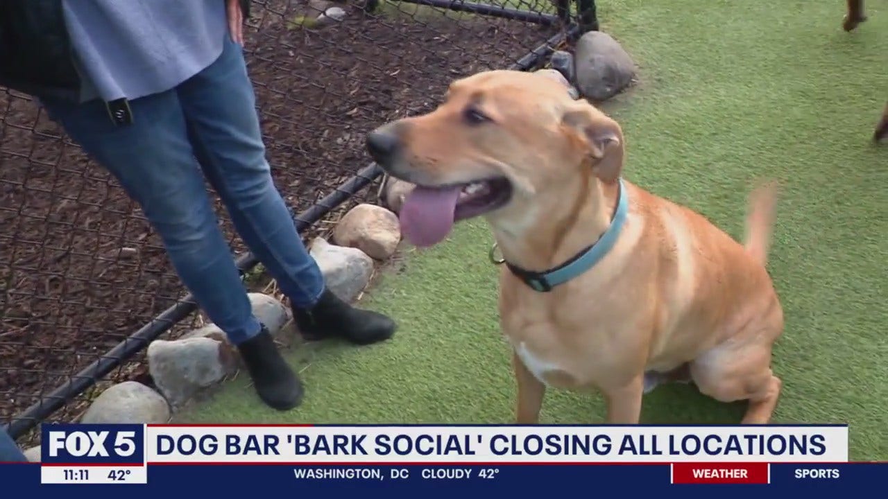 Bark Social Closes, Halts Expansion Plans